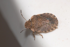 Sciocoris sideritidis