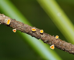 Lachnaceae