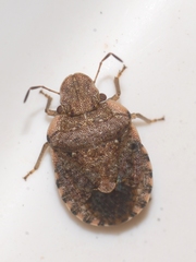 Sciocoris sideritidis