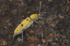 Chlorophorus glabromaculatus
