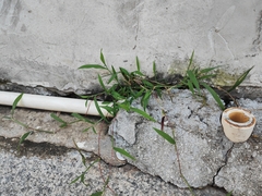 Digitaria radicosa