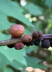 Kokkocynips imbricariae