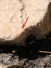 Diplacodes haematodes