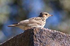 Lullula arborea