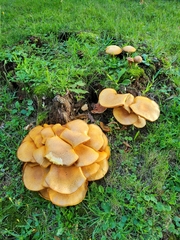 Gymnopilus luteus