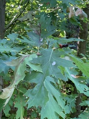 Kokkocynips imbricariae