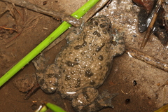 Bombina variegata