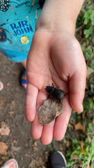 Dorcus parallelipipedus