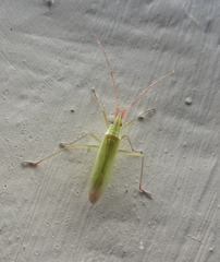 Trigonotylus