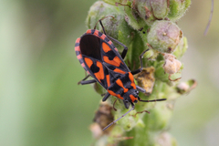 Spilostethus saxatilis