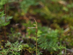 Cyrtostylis reniformis