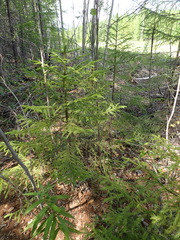 Picea jezoensis jezoensis