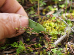 Cyrtostylis reniformis