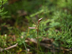 Cyrtostylis reniformis
