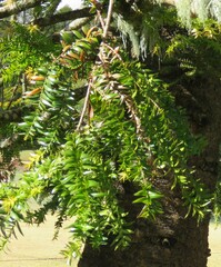 Araucaria bidwillii