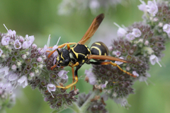 Polistes nimpha