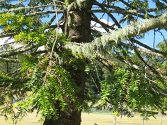 Araucaria bidwillii