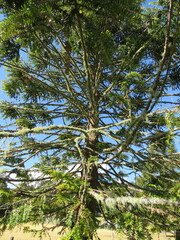 Araucaria bidwillii