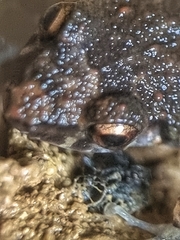 Eleutherodactylus planirostris