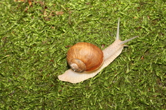 Helix pomatia