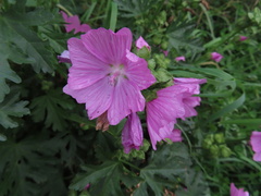 Malva alcea