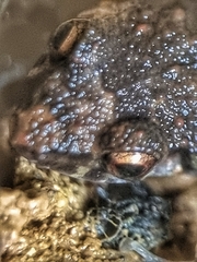 Eleutherodactylus planirostris