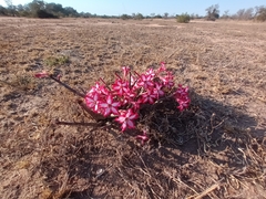 Adenium multiflorum