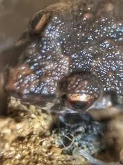 Eleutherodactylus planirostris