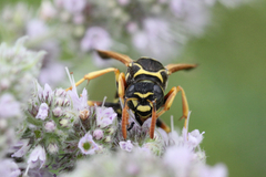 Polistes nimpha