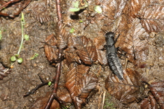 Ocypus olens