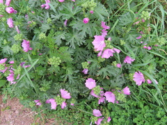 Malva alcea
