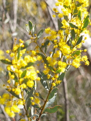 Acacia buxifolia