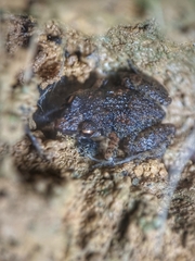 Eleutherodactylus planirostris