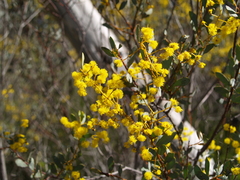 Acacia buxifolia