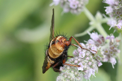 Tachina fera