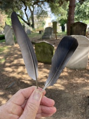 Columba livia domestica