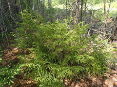 Picea jezoensis jezoensis