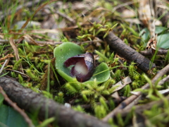 Corybas incurvus