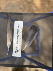 Columba livia domestica