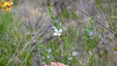 Cyanothamnus coerulescens spinescens