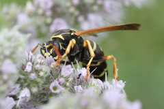 Polistes nimpha