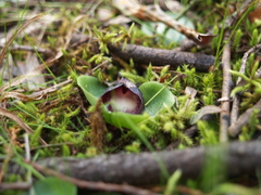 Corybas incurvus