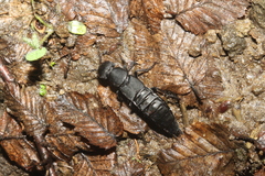 Ocypus olens