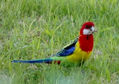 Platycercus eximius