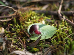 Corybas incurvus