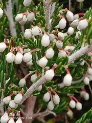Erica arborea