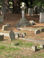 Columba livia domestica
