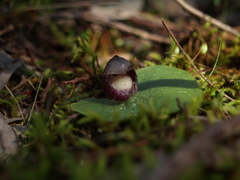 Corybas incurvus