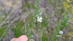 Cyanothamnus coerulescens spinescens