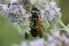 Polistes nimpha
